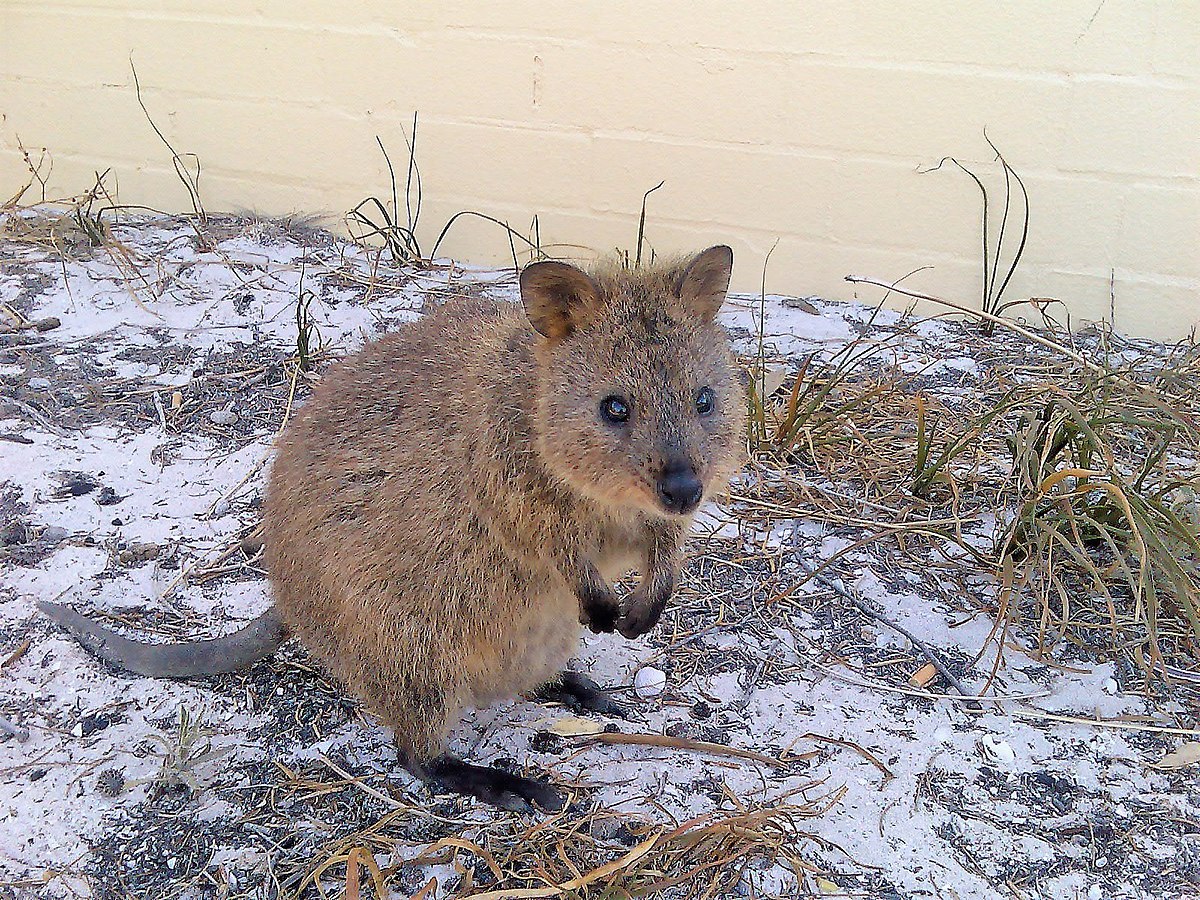 Quokka